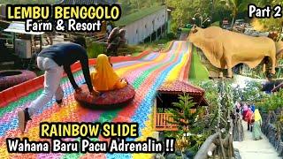 Pengunjung Membludak !! Wisata Lembu Benggolo Farm & Resort , Lumbir Banyumas Jawa Tengah