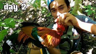 DAY 2: HUNTING AND TRAPPING WILD CHICKEN/binagyo habang namamandaw may huli! na sana!