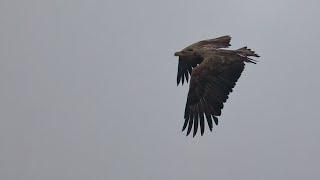 2024 11     Seeadler an den Linumer Teichen