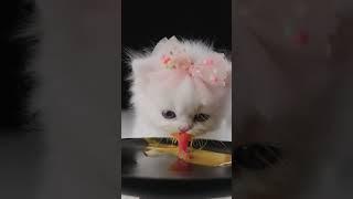 cute kitten  #13 #kitten  #pet #Cat short video #cute kitten #meme video