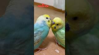 甘えん坊すぎる弟ウニちゃん　#セキセイインコ#インコ#たまご保育園