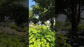 #임영웅 #보라빛엽서 #전통트로트