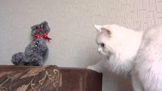 Добрай раніцы, Беларусь: Валяние из кошачьей шерсти (Елена Кулиева и кот Леонард)