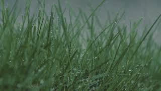 Fall asleep instantly by listening to the sounds of rain and birds chirping.