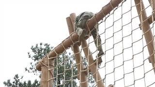 The Tough One Obstacle in the National Guard