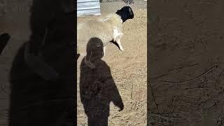 Sheep running around  #farming #village farming.