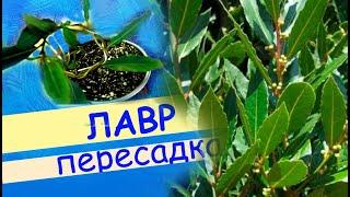 Лавр благородный: пересадка, реанимация, формирование.