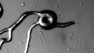 Signal Transduction (Dictyostelium discoideum)