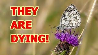 UK Butterfly Emergency Declared - PLEASE WATCH - YOU CAN HELP