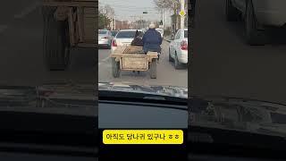박물관에서나 보는 당나귀 달구지             #우즈베키스탄 #일상 #당나귀