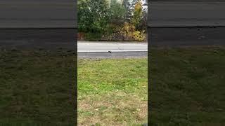 One of the most seen animals here in Canada is squirrels ️.