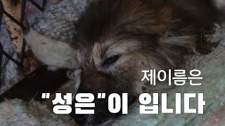 아픔없는 곳에서...부디 #dog