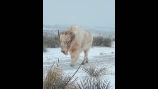 A white bison is relatively rare and it may be an albino or a leucistic specimen