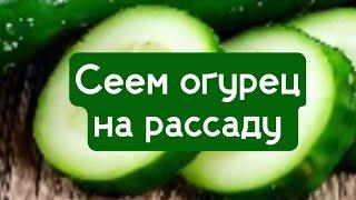 Сеем огурец на рассаду,02.03.2023г.