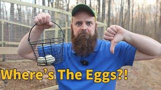 3 Easy Tips to Fix Hens Not Laying - WATCH THIS NOW!