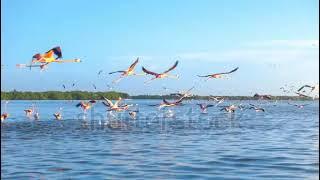 stock footage flock of pink flamingos flying on water surface tracking shot slow motion