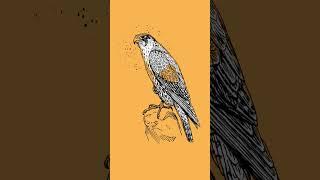 See the Bigger Picture | Hawk Wisdom for Kids & Families | Spark Your Imagination & Creativity