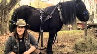 Episode 15: Harnessing a Draft Horse!