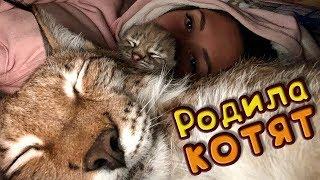 РЫСЬ ХАННА РОДИЛА КОТЯТ