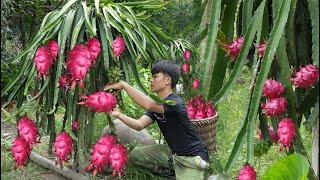 Harvesting dragon fruit, big bananas to country market sell. Earn money preparing build new house