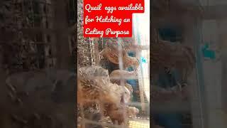 quail egg available Eating an Hatching purpose in kolathur