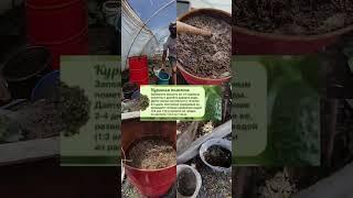 Натуральное Удобрение #удобрение #огород #теплица #натуральноеудобрение