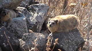 Wildlife of Israel in 3 minutes / Дикая природа Израиля за 3 минуты