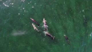 Dolphin Pod filmed with DJI Phantom 3 4K