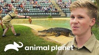 ¡Robert Irwin primera demostración alimentando cocodrilos! | Los Irwin | Animal Planet