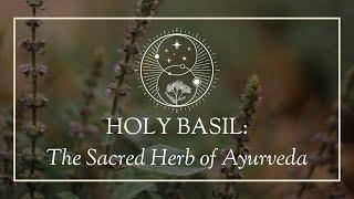 Holy Basil: The Sacred Herb of Ayurveda