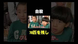 これが真実。 #しょうやん男三兄弟 #shorts #シェルター #保護猫