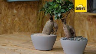 Taking Care of a Ginseng Ficus