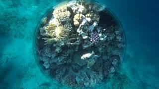 Domina Coral Bay 2017 риф отеля - часть 1