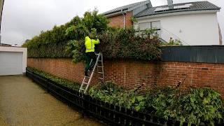 "I GOT LUCKY" I was Looking for Someone to Trim this Tall Hedge