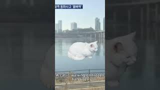 A cat is walking on frozen Han river. HUGLY inspired by |@Noobie_1Roblox |  #roblox #tsb