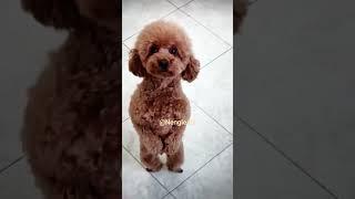 Cute Puppy, Cat, Chicken Dance  #cute #funny  #shorts #Nengleatv️