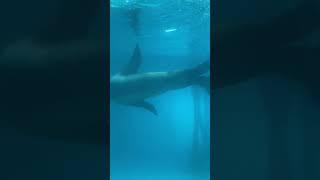 Amazing!! Sea Lions Swimming At Flamingo Land #themepark #zoo #animals #photography #nature #water