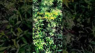 Anthracnose Free Hot Pepper