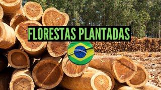 Florestas Plantadas no Brasil