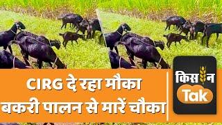 Goat Farming: CIRG दे रहा बकरी पालन की ट्रेनिंग, ऐसे करें अप्लाई | Kisan Tak