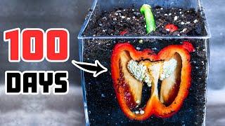 Bell Pepper Slice Under Soil Time Lapse (100 Days)