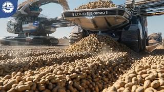 Harvesting Millions of Peanuts for Worldwide Market Distribution!