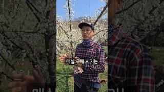 매실은 이때 구매하세요!
