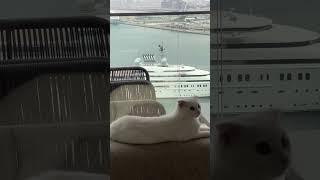 Daily view for Luna: Overlooking the $500 Million USD Mega yacht “Opera” in Dubai #Megayacht #yacht