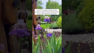 Don’t make this mistake when planting your bearded irises! 
