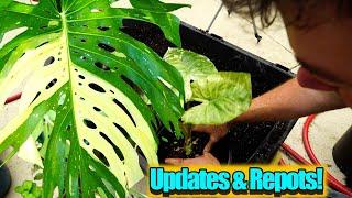 Repotting Houseplants & How Did The Tropicals Over Winter?