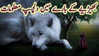 Wolf, The Unsung warrior, Full information | Urdu Documentary | Factical | Science and Technology