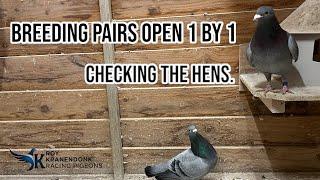 Breeding Pairs open 1 by 1 | Checking on the hens! | Racing pigeons! |