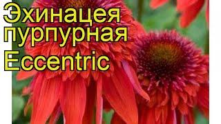 Эхинацея пурпурная Экцентрик. Краткий обзор, описание характеристик echinacea purpurea Eccentric