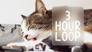  ASMR Cats Grooming #89 (3 hour loop)